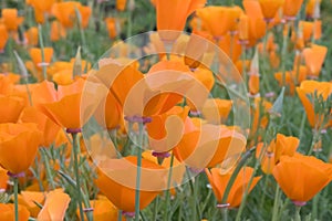 Field of bright orange California poppy flowers, Eschscholzia californica